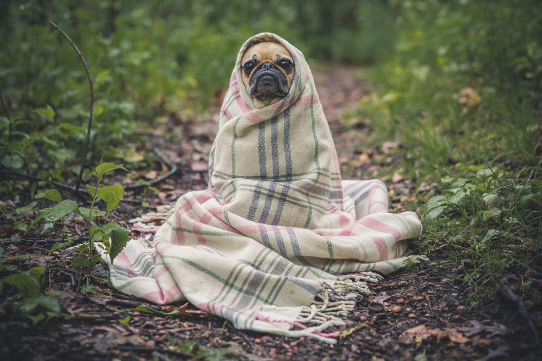 Dog wrapped in a blanket on a sofa