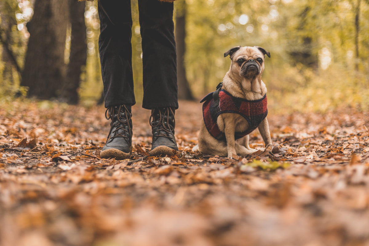 Pet and owner on an autumn walk