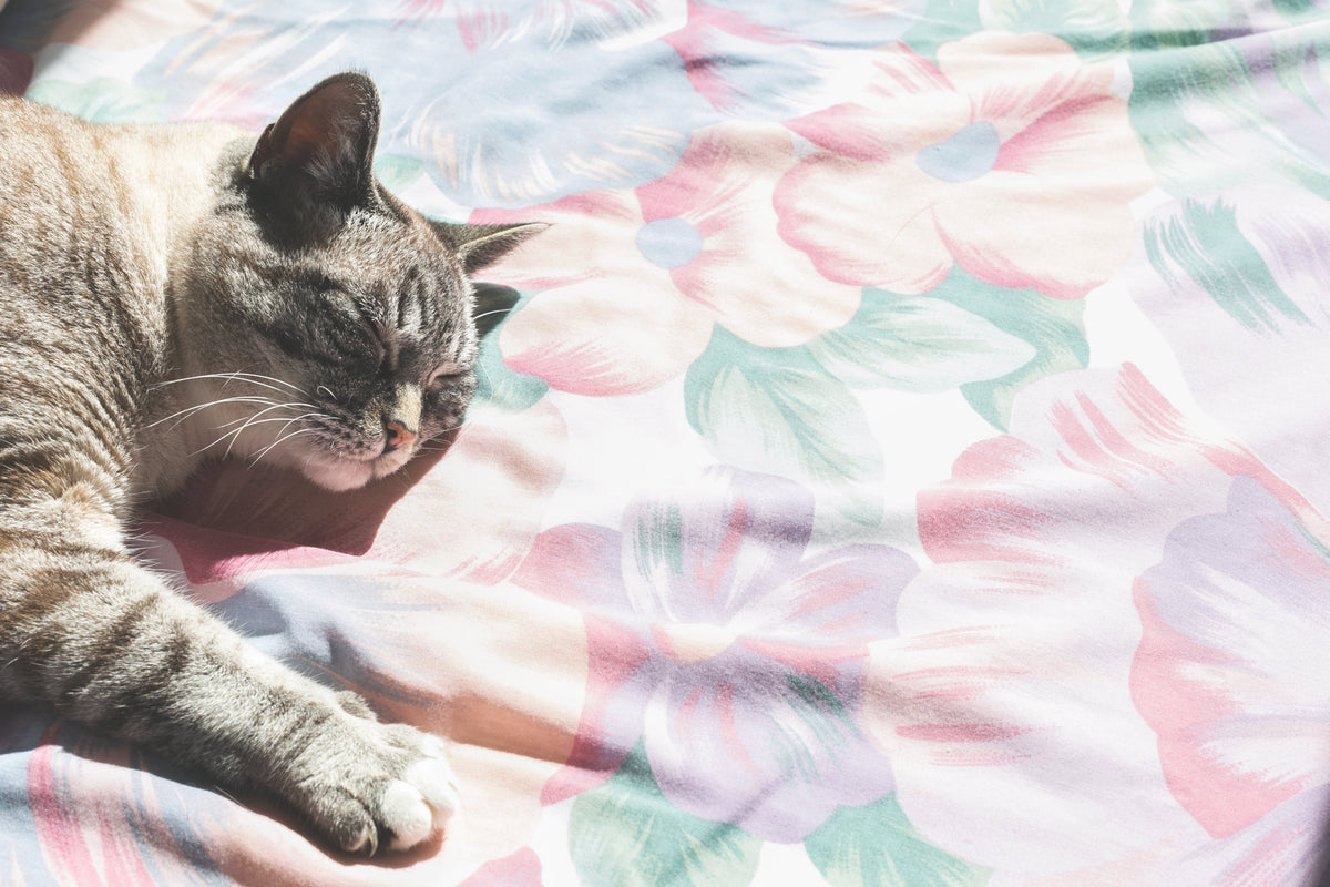 Grey cat lying in the sun