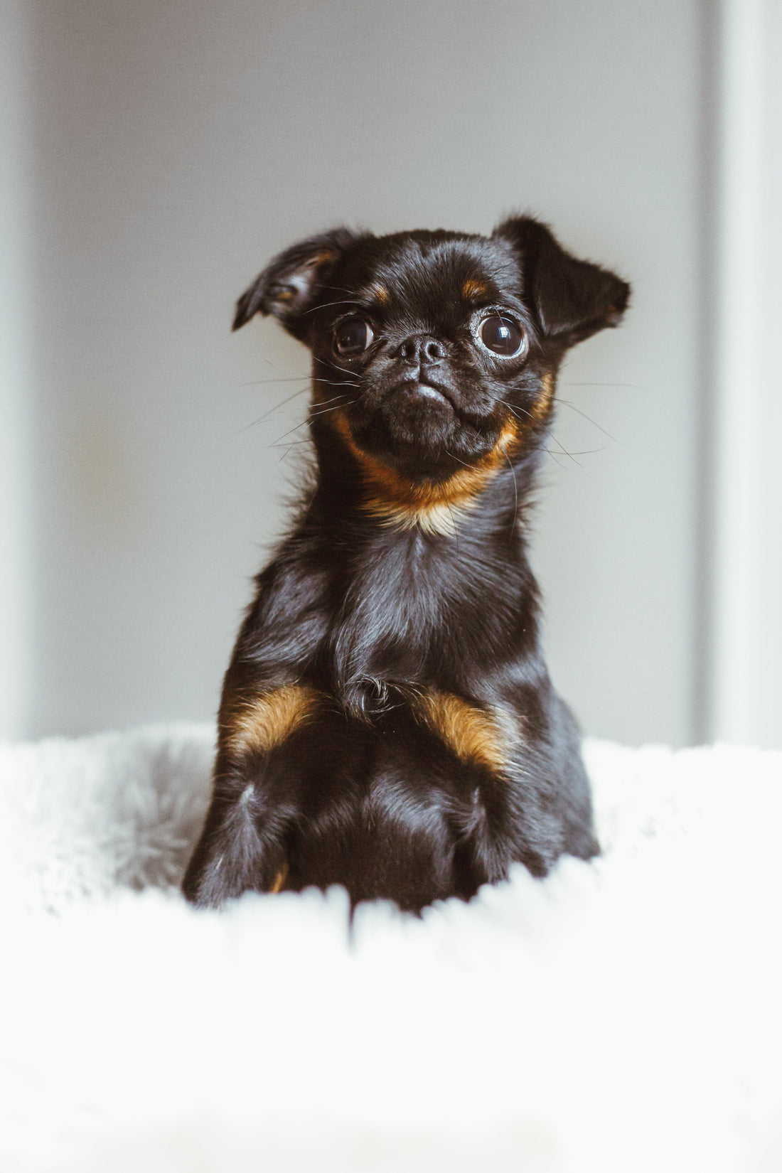 Puppy sitting on her bed