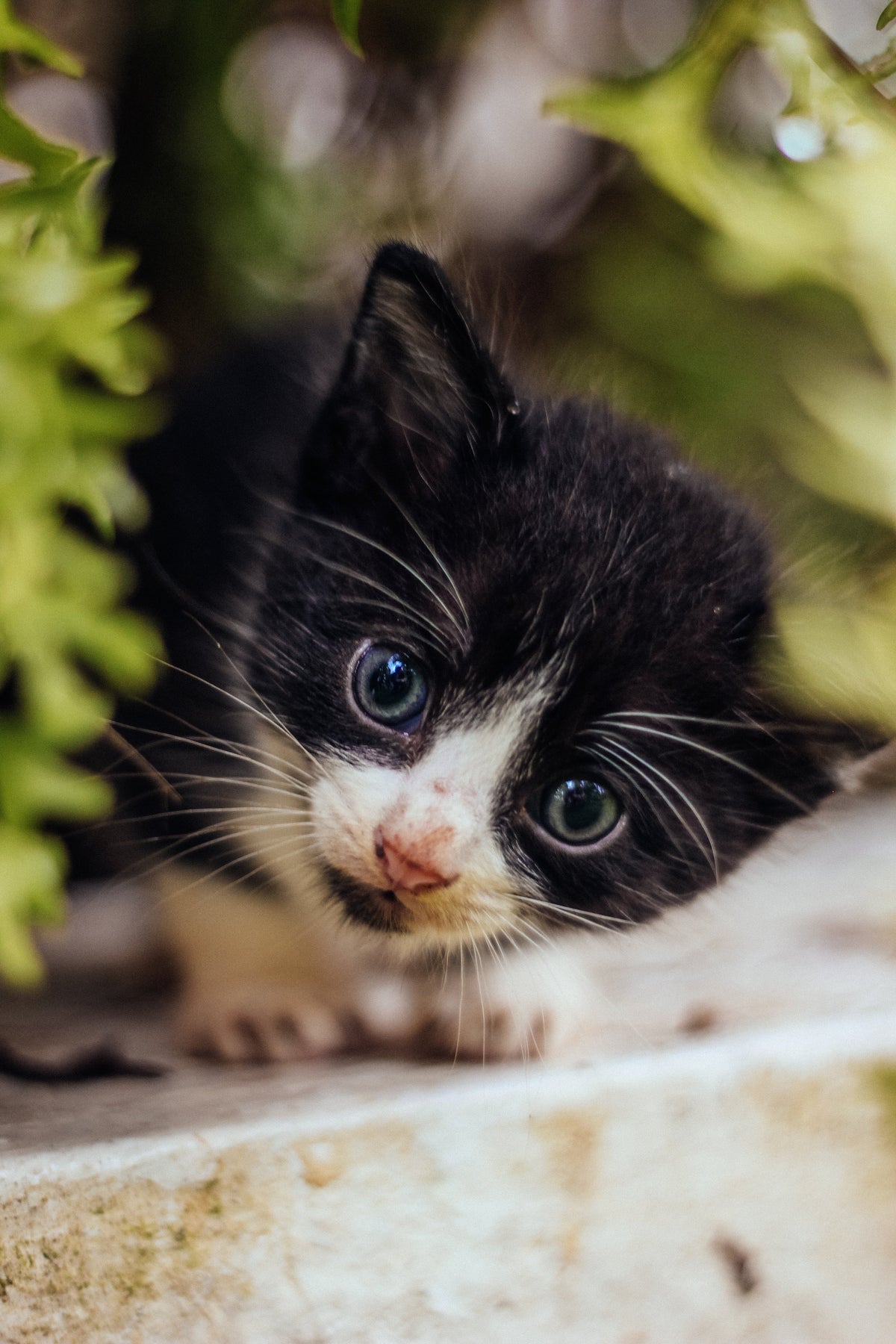 Curious cat