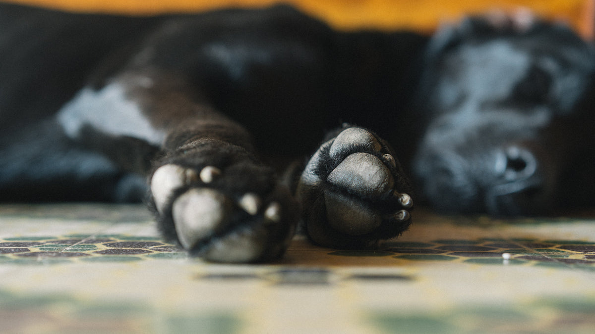 Close-up of a dog's paws