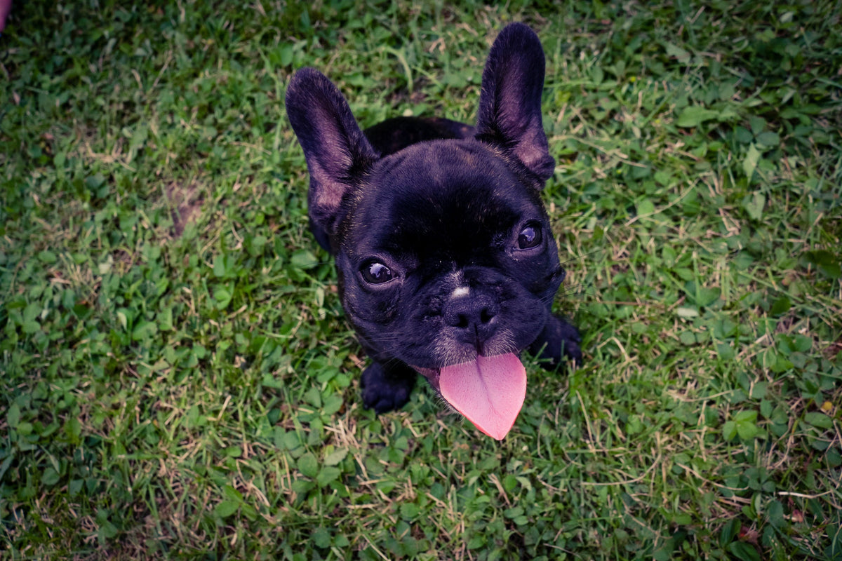 French bulldog on grass