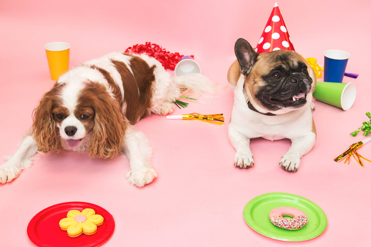 Dog with party treats