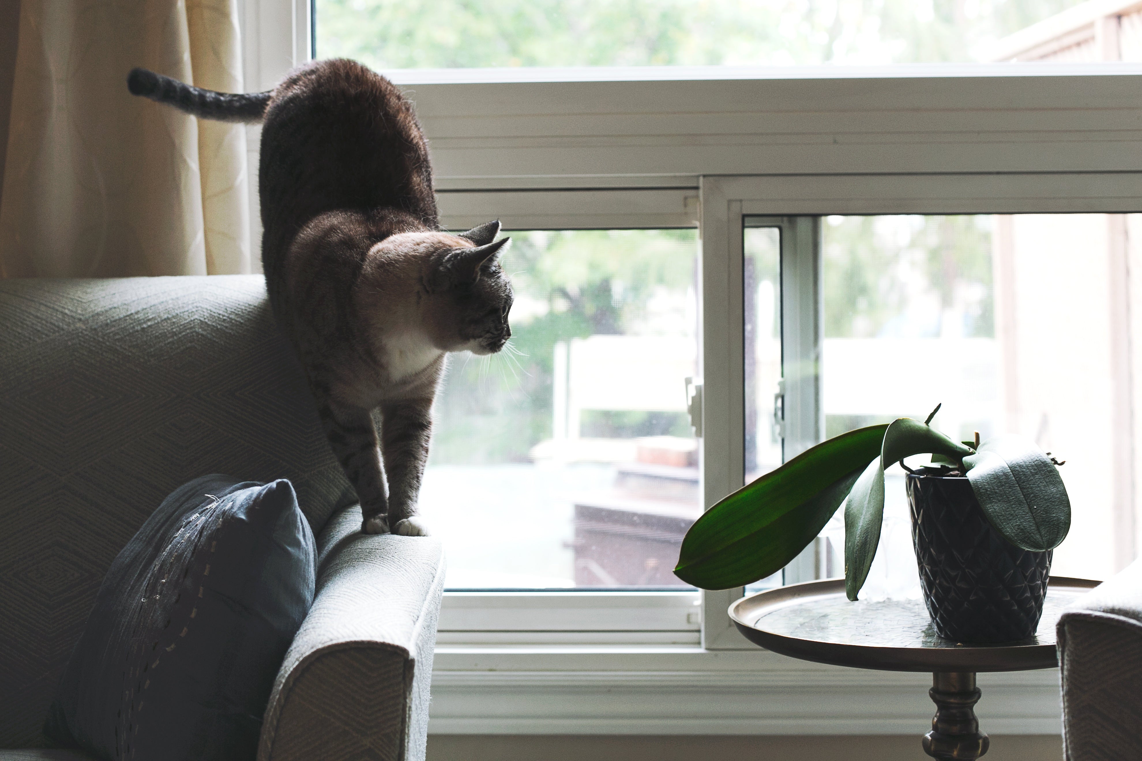 Cat on a sofa near a window