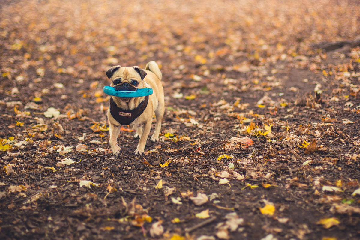 Happy dog joyfully fetching a disc outdoors in warm autumn light